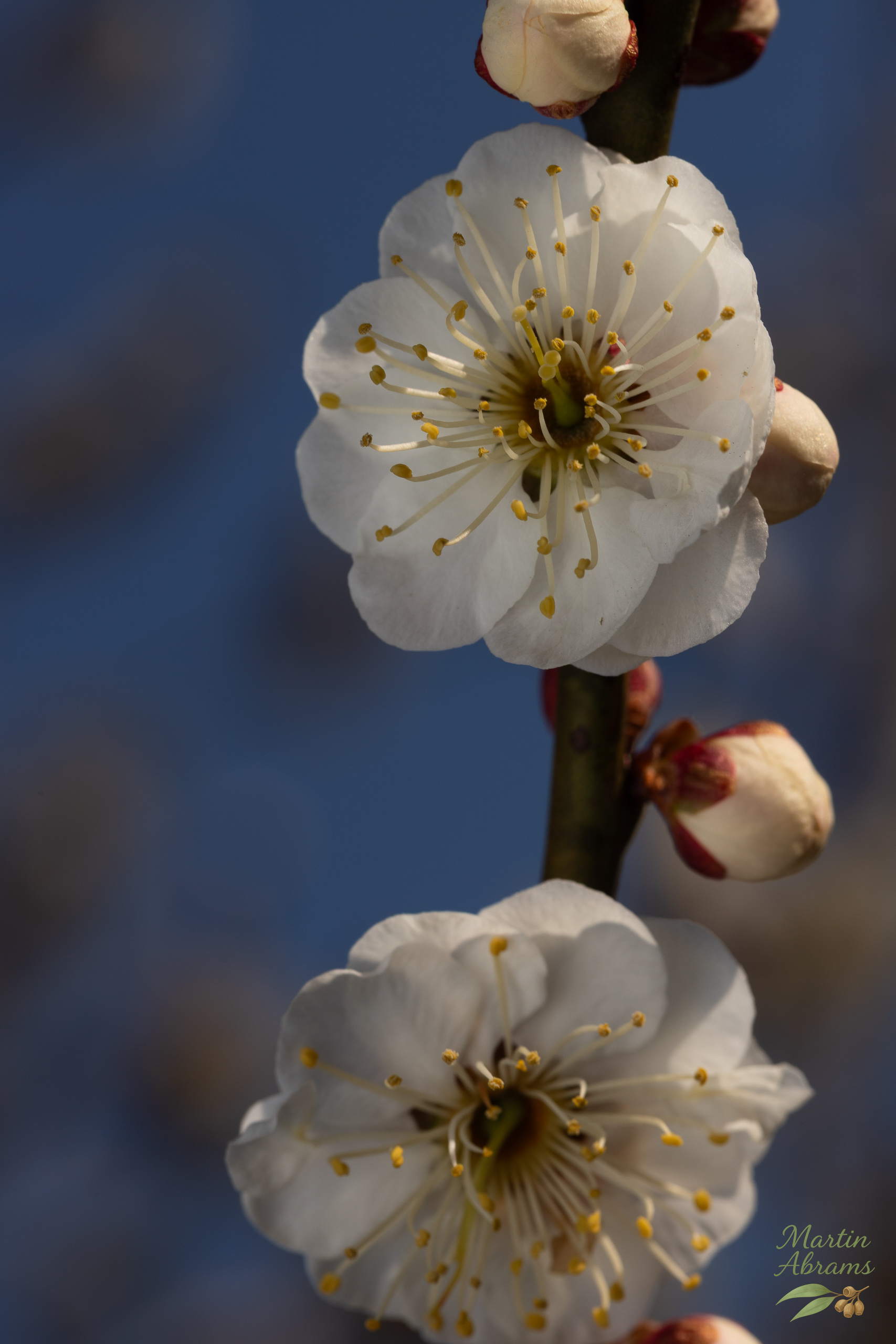 Two white plum blossoms one down and one up